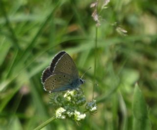 okgzl Gzel Mavi (Polyommatus bellis)