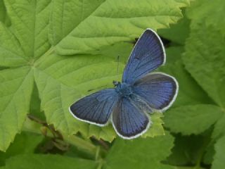 okgzl Gzel Mavi (Polyommatus bellis)