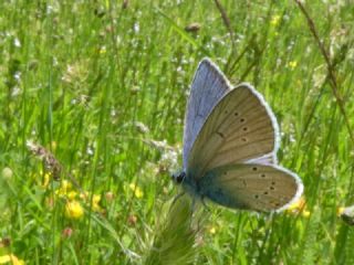 okgzl Gzel Mavi (Polyommatus bellis)