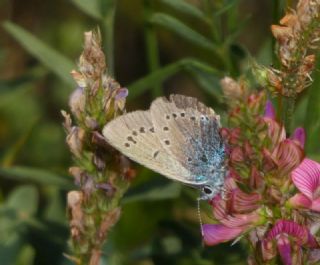 okgzl Rus Mavisi (Polyommatus coelestina)