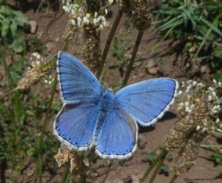 okgzl Yalanc illi Mavi (Polyommatus corydonius)