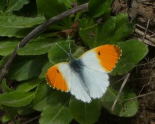 Turuncu Ssl (Anthocharis cardamines)