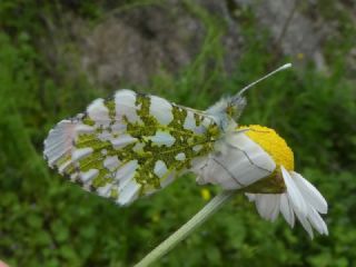 Turuncu Ssl (Anthocharis cardamines)