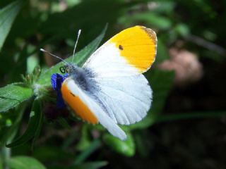 Turuncu Ssl (Anthocharis cardamines)