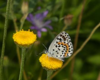 Kara Mavi (Scolitantides orion)