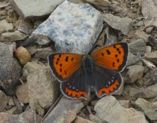 Benekli Bakr Gzeli (Lycaena phlaeas)