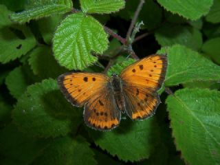 Byk Bakr Gzeli (Lycaena dispar)