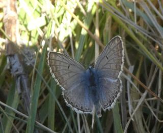 okgzl Balkan Mavisi (Aricia anteros )