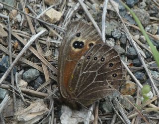 Uygur Gzelesmeri (Proterebia afra)