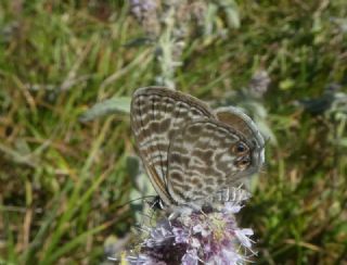 Mavi Zebra (Leptotes pirithous)