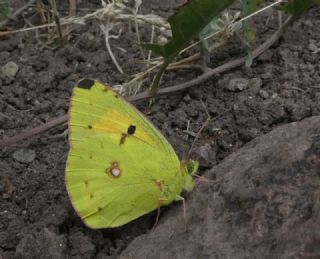 Sar Azamet (Colias croceus)