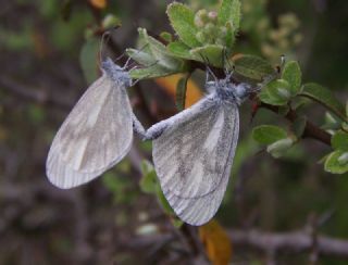 Narin Orman Beyaz (Leptidea sinapis)