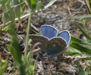 Trkmenistan Esmergz (Plebejus zephyrinus)