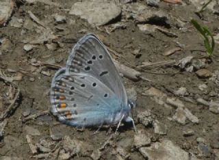 okgzl Amanda (Polyommatus amandus)