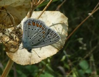 okgzl Meneke Mavisi (Polyommatus thersites)