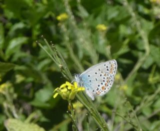 Anadolu Esmergz (Plebejus modicus)