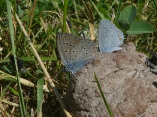 okgzl Gzel Mavi (Polyommatus bellis)