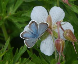 okgzl Anadolu Mavisi (Aricia crassipunctus)