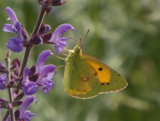 Sar Azamet (Colias croceus)