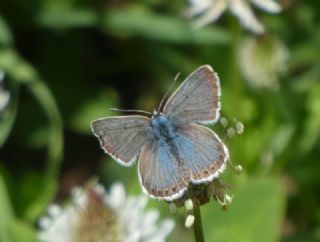 okgzl Anadolu Mavisi (Aricia crassipunctus)