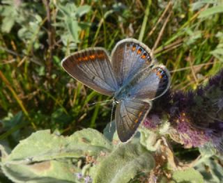 okgzl Mavi (Polyommatus icarus)