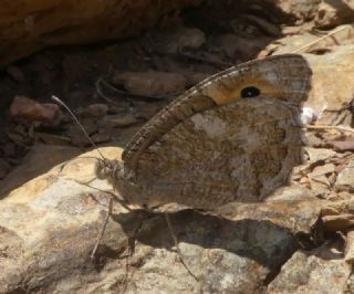 Turan Yalanccads (Pseudochazara telephassa)