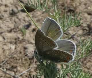 Trkmenistan Esmergz (Plebejus zephyrinus)