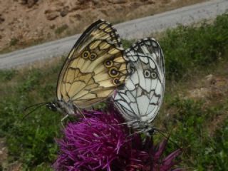 Kara Melike (Melanargia syriaca)