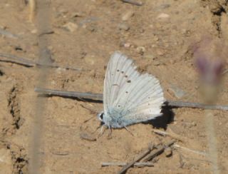 okgzl Anadolu Beyaz (Polyommatus menalcas)