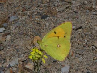Sar Azamet (Colias croceus)