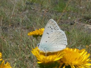 okgzl Dafnis (Polyommatus daphnis)