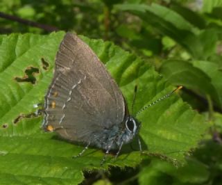 Mavi Benekli Sevbeni (Satyrium zabni)