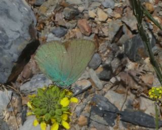 Zmrt (Callophrys rubi)
