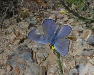 Anadolu Esmergz (Plebejus modicus)