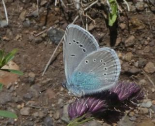 Çokgözlü Rus Mavisi (Polyommatus coelestina)