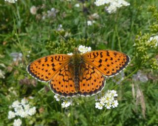 ift Noktal Brentis (Brenthis hecate)