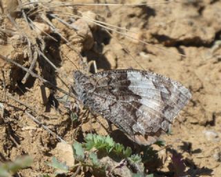 Byk Karamelek (Hipparchia syriaca)
