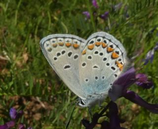 Anadolu Esmergz (Plebejus modicus)