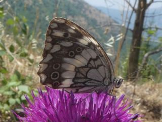 Kara Melike (Melanargia syriaca)