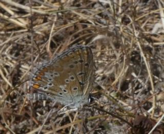 okgzl Balkan Mavisi (Aricia anteros )