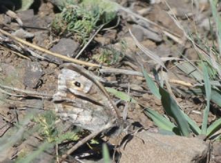 Aa Karamelei (Hipparchia statilinus)