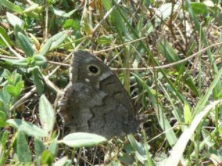 Aa Karamelei (Hipparchia statilinus)