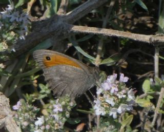 Esmerperi (Hyponephele lupina)