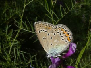 okgzl Amanda (Polyommatus amandus)