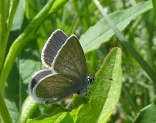 Minik Kupid (Cupido minimus)