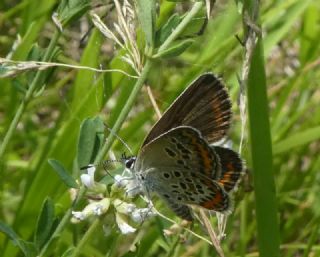 Gm Lekeli Esmergz (Plebejus argus)