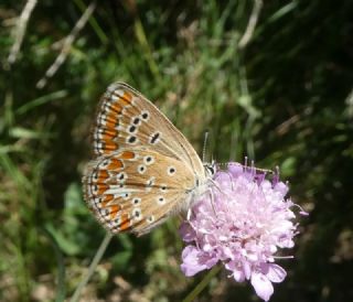 okgzl Esmer (Aricia agestis)