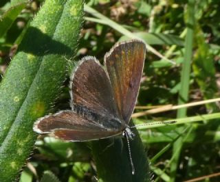 okgzl Orman Esmeri (Aricia artaxerxes)