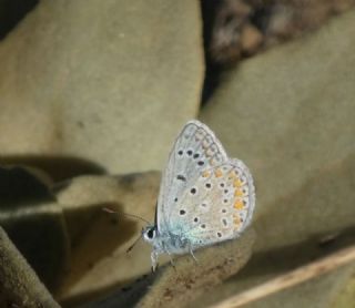 okgzl Mavi (Polyommatus icarus)