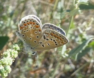 okgzl Mavi (Polyommatus icarus)